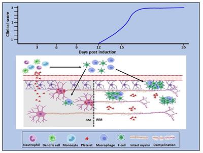 Platelets in Multiple Sclerosis: Early and Central Mediators of Inflammation and Neurodegeneration and Attractive Targets for Molecular Imaging and Site-Directed Therapy